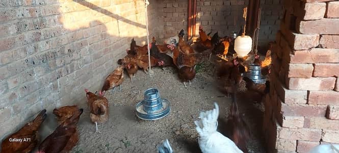 Desi Murgi Hen Egg laying