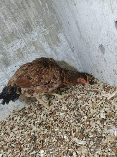 Aseel murgi for sale