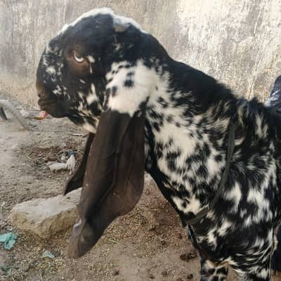 betal ka bacha what's 03423434781