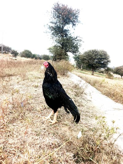 jis nay Lena Hain wohi WhatsApp msg kray