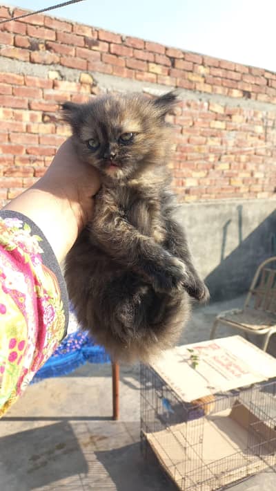 Twin Pure Persian Triple Coat Kitten Available | 2 months | Female
