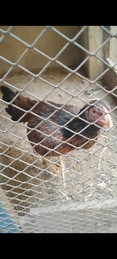 Aseel Khajuri Murgi/Murghi