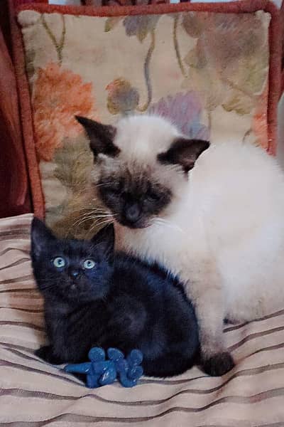 Siamese breed connection