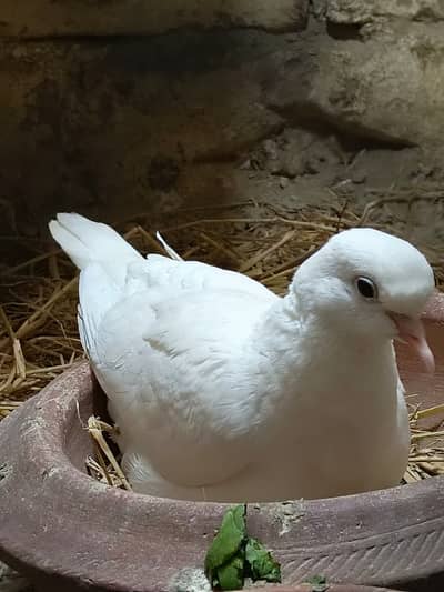 White Doves Breeder Pair