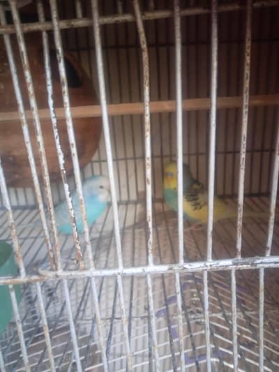 Bajri confrm breeder pairs