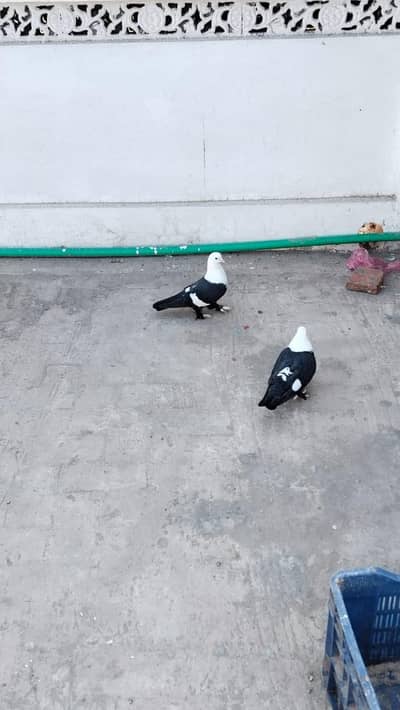 karbalai peigons pair Andy bacho ki garanti