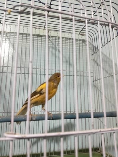 Beautiful Male Canary Bird - Healthy & Active