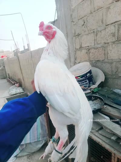 paper white murga for sell