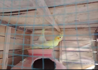 cream lutino cocktail breeder pair for sale