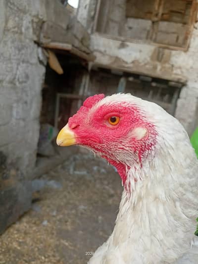 white Shamo female Egg laying