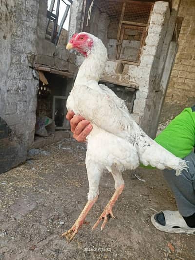 white Shamo female Egg laying