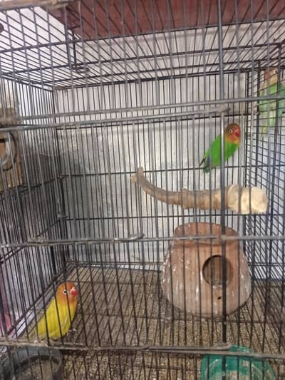 fresh pear love birds