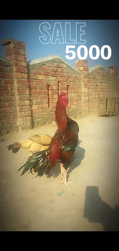 aseel mianwali pair or aseel sindhi patha urgent sale