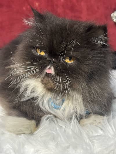Extreme Peke punch face cat