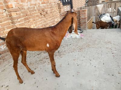 nagra bakri 0#323#7688818#