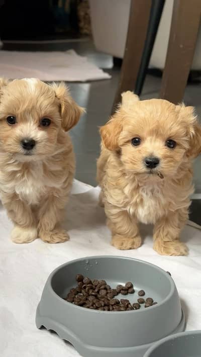 Shihtzu puppies 03075273683