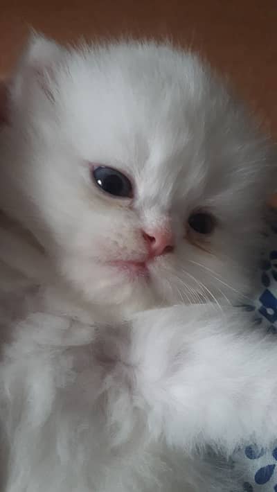 Persian Kittens