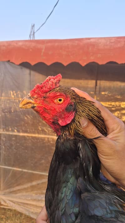 aseel patha and breader murga for sale