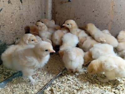 Golden buff chicks