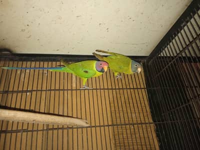 plum head breeder pair for sale in lahore