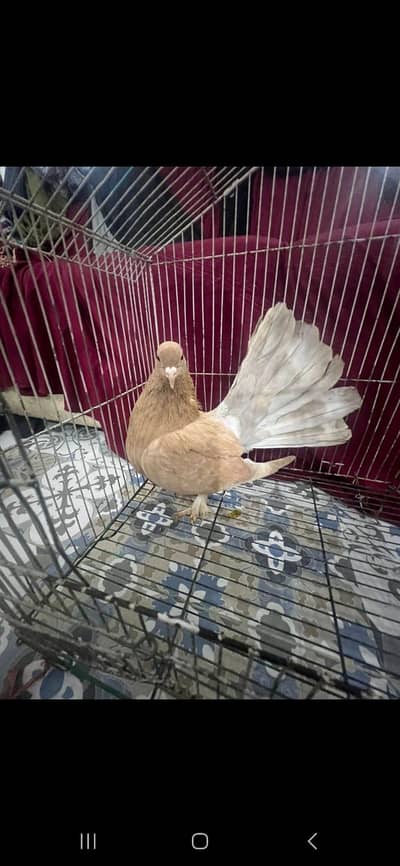 Breeder ful size males