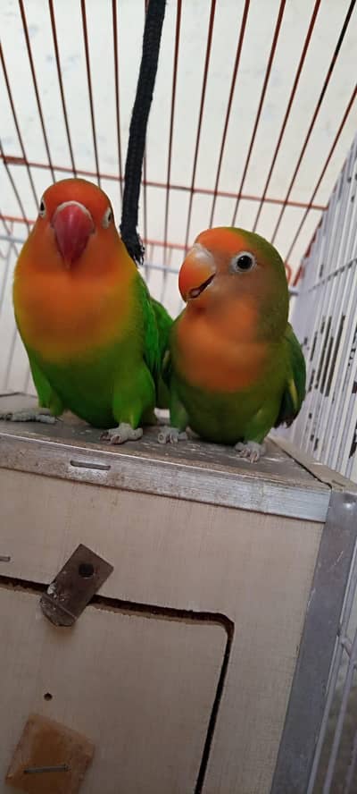 Love Birds For Sale With Cage