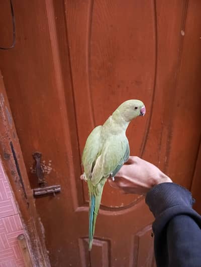 green ringneck hand tame female, zero bite & cream cocktail hand feed