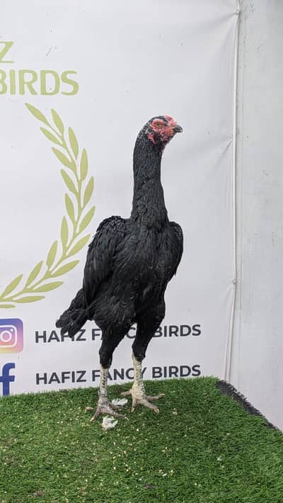 bredar Black shamo/white shamo female Available 03214632511