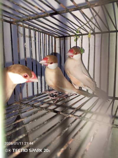 JAVA BREEDER PAIR COCKTAIL FILLOW FEMALE