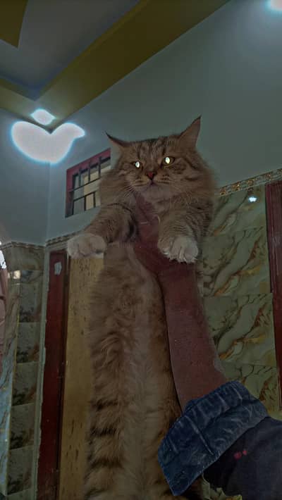 heavy cord Persian cat