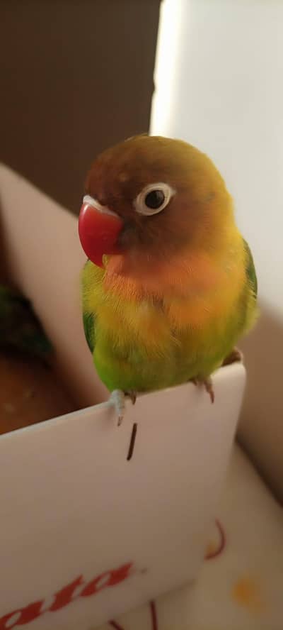 Black Masked Fischer with Cage