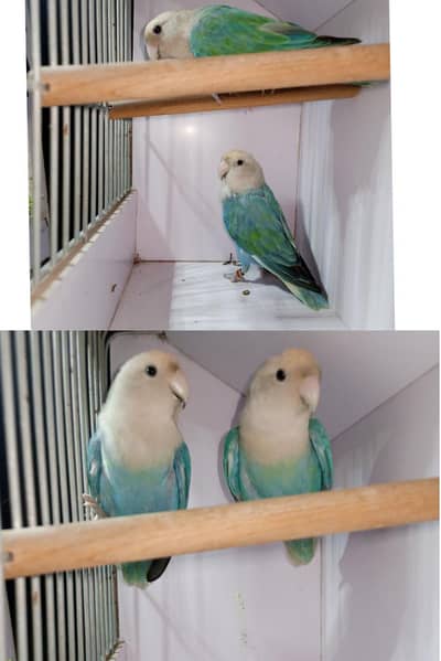 love bird, Astralion, cage