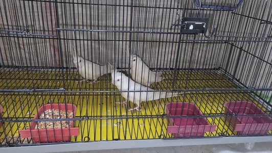 Eno white cocktails For sale