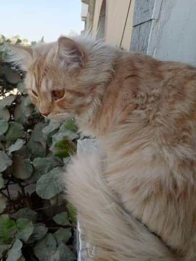 Persian male cat