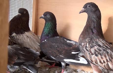 all breed available high fly pigeon