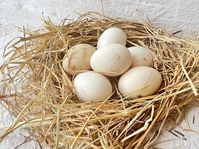 Silkie Fertile Eggs Available (Fancy Eggs)