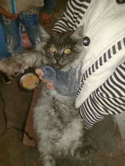 fluffy   Cats.  Pair for sale