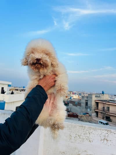 TOY POODLE BREEDER females  AVAILABLE FOR SALE