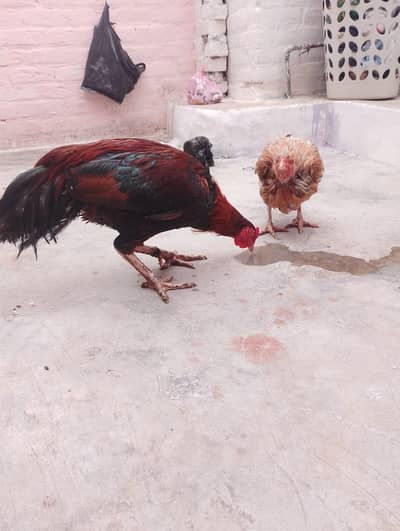 selling piar of cock hen