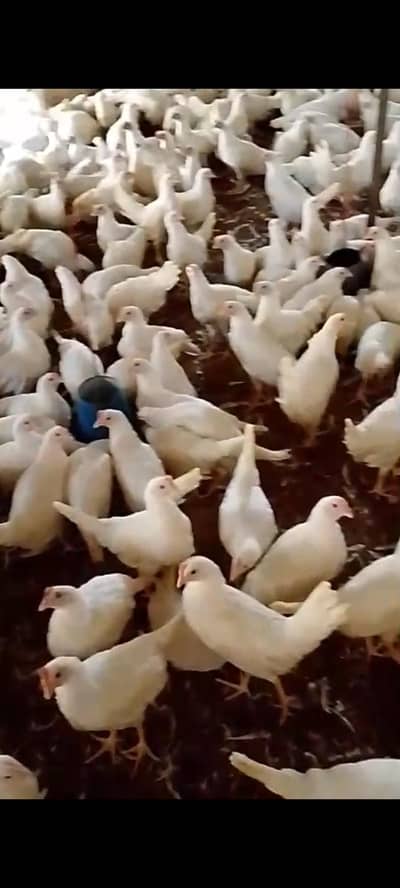 18000 layer hens for sale