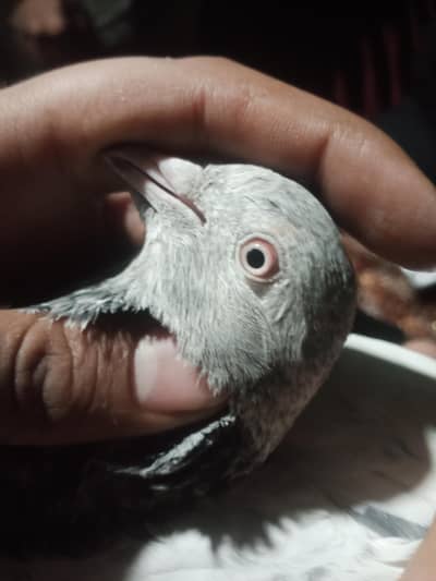 sneri golden mia nazeer waly