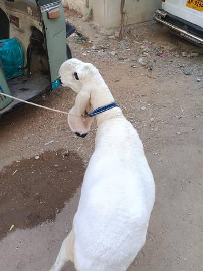 dumbi Sargodha kajla