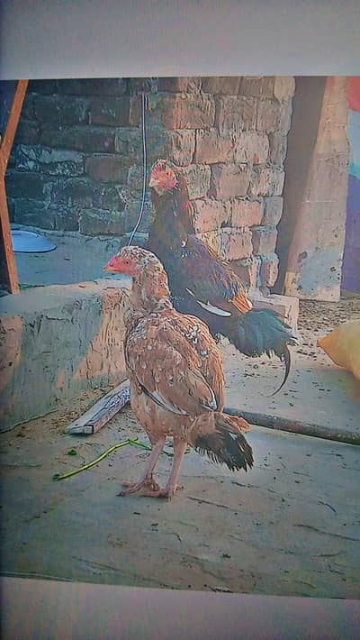 Aseel MIANWALI pair for sale