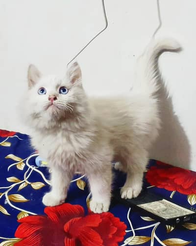 Pure Persian Kitten Blue Eyes