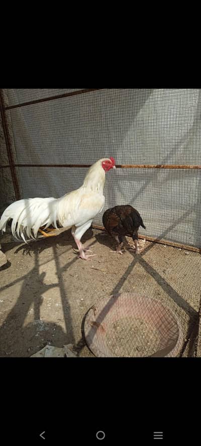 1 Desi murga 7 Aseel murgia