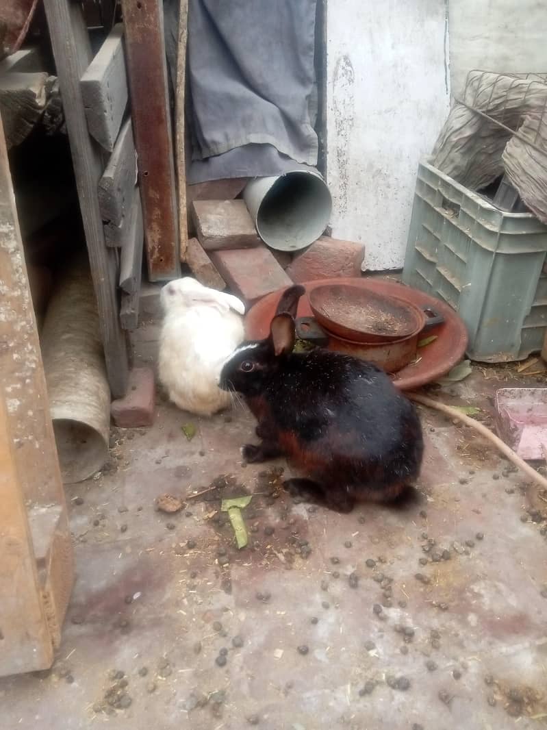 Rabbit pair 0