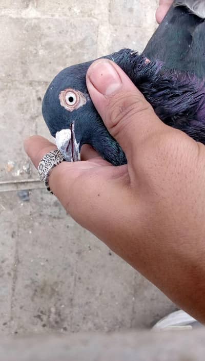 American sherazi breeder male