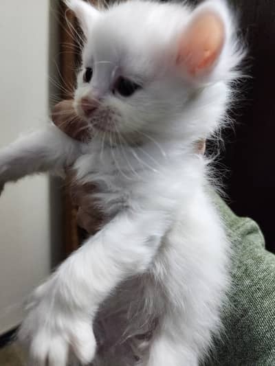 Persian Triple Coat Kitten