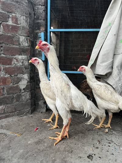 Pure white oh shamoo chicks and dragon pakye male and Female