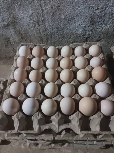 dasi eggs for sale frash eggs 800 ka 30 eggs
